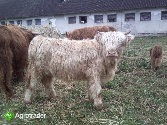 Highland Cattle szkockie jałówki byki cielaki