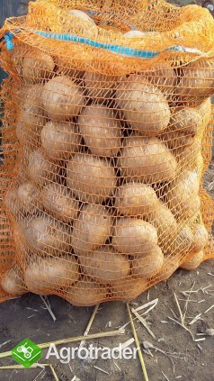 Sprzedam ziemniaki jadalne SATINA i CEKIN