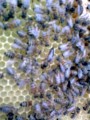 Matki pszczele na 2013