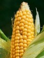 Skup kukurydzy