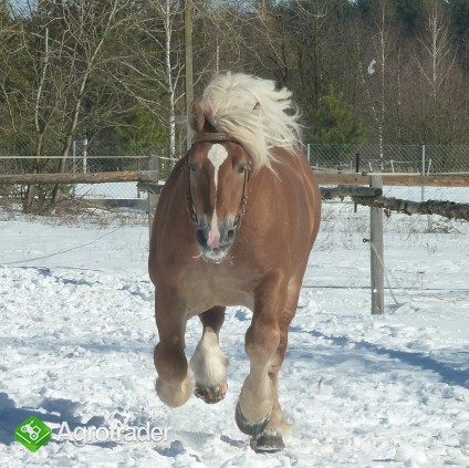 Konie ogier zimnokrwisty sokólski - zdjęcie 4