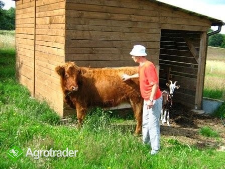 Jałówka Highland Cattle - zdjęcie 1