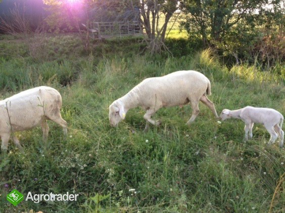owce Suffolk i Lacaune - zdjęcie 1