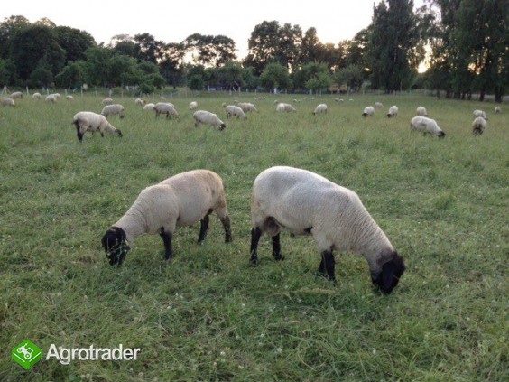 owce Suffolk i Lacaune - zdjęcie 3