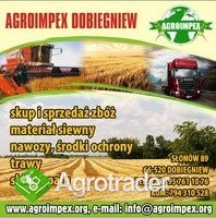 Firma AGROIMPEX kupi każdą ilość pszenżyta