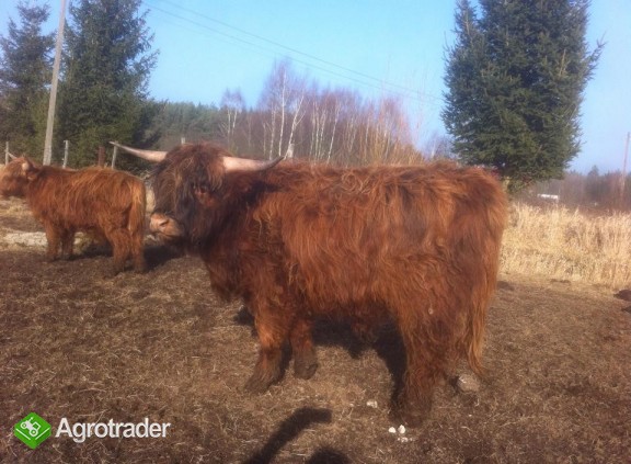 Byk Highland Cattle, szkockie wysokogórksie - zdjęcie 4