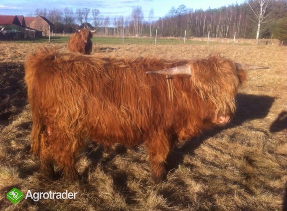 Byk Highland Cattle, szkockie wysokogórksie - zdjęcie 2