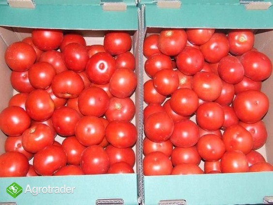 Pomidor gruntowy