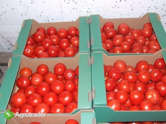 Pomidor gruntowy - zdjęcie 1