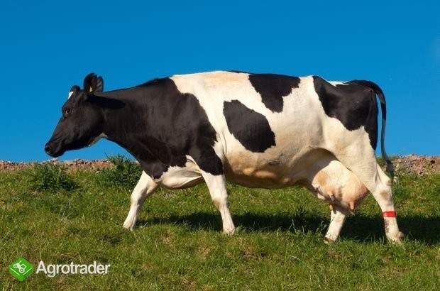 Sprzedam stado 33 krowy mleczne