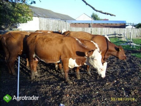 Hereford 100% zacielone ZOBACZ WARTO!!! Mięsne krowy - zdjęcie 1
