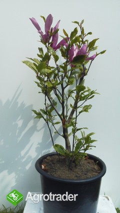 Magnolia - zdjęcie 3