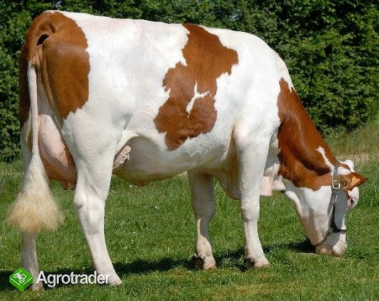 Krowa rasy montbeliarde