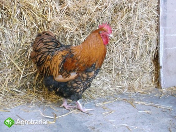 Orpington orpingtony kurczaki jajka jaja drób kura  - zdjęcie 3