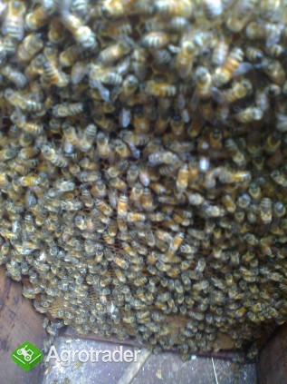 Odkłady pszczele, matki - zdjęcie 1