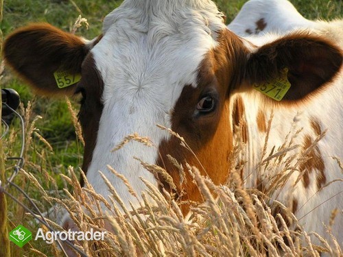  Ukraina.Krowy,jalowki od 700 zl/szt.Mleko 4% cena 0,40 zl/litr.