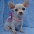 cute Chihuahua szczenięta do przyjęcia