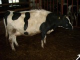 krowy i jałówki HF