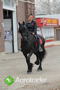 Koń czystej rasy fryzyjskiej klacz (Christie) Zakup - zdjęcie 2