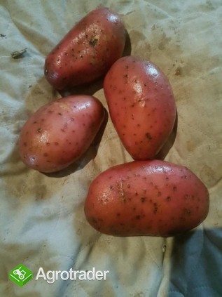 ziemniaki red lady - zdjęcie 3