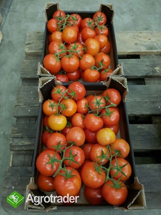 Pomidor śliwka, malina i czerwony - zdjęcie 2