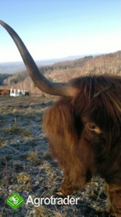 Jałówki i byki rasy Highland Cattle - Bydło Szkockie - zdjęcie 2