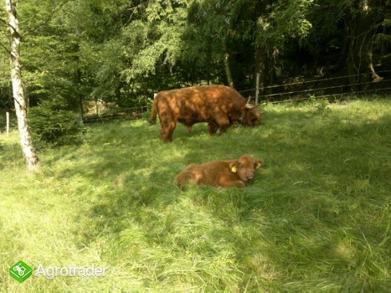 Jałówki i byki rasy Highland Cattle - Bydło Szkockie - zdjęcie 5