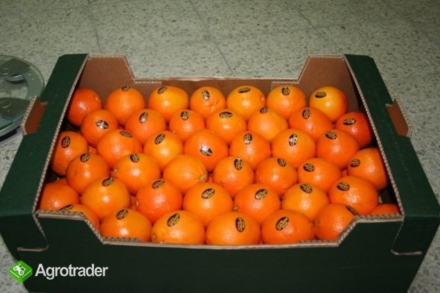 sprzedam pomarancze