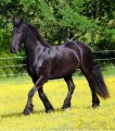 Piękna czarna fryzyjska klacz (konie na sprzedaż)