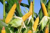 100 ton kukurydzy eko z certyfikatem
