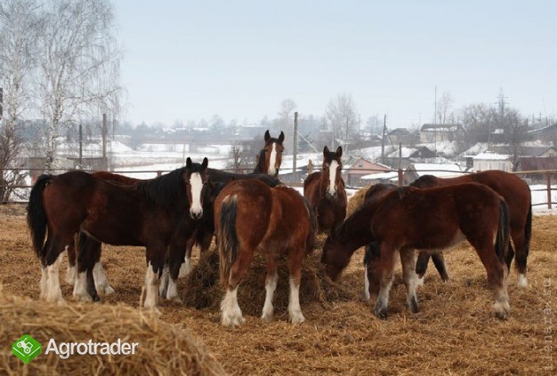 Ukraina. Konie, zwierzeta hodowlane, ogiery, klacze,siwe rysaki 900 zl