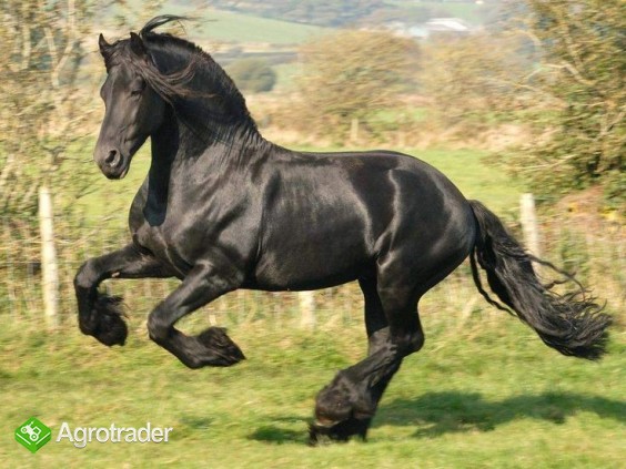 Czarna piękna fryzyjska klacz, koń na sprzedaż - zdjęcie 2