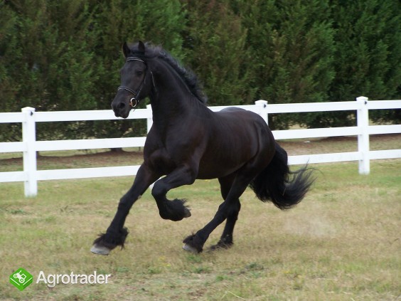 Czarna piękna fryzyjska klacz, koń na sprzedaż - zdjęcie 3