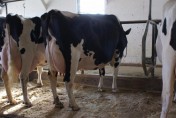 Holstein-Friesian Cow,Goats