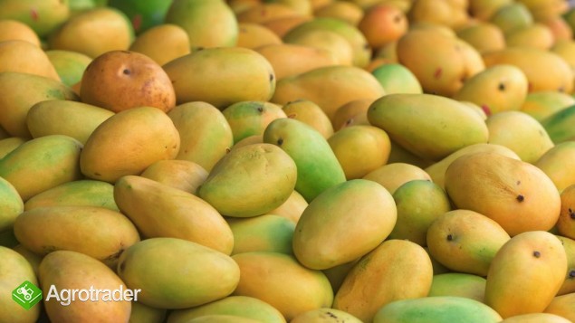 Wholesale Fresh Mango,Red star apples - zdjęcie 4