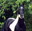 Piękne białe i czarne Pinto Ogier konia do przyjęc