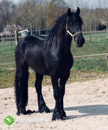 Piękna końska czarna klacz fryzyjska już dostępna - zdjęcie 3
