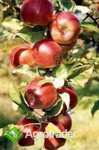 Zdrowe i smaczne Jabłka z dostawą!
