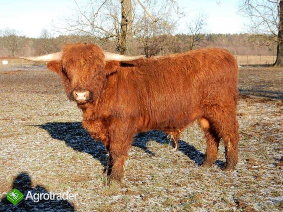 Byk Highland Cattle Szkockie Górskie Rozpłodowy Półtusza Wołowina