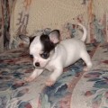 Chihuahua szczenięta Adorable Dla Przyjęcie