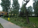 Wysiegnik - przeswietlanie, ścinka drzew Łódź