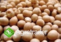 Sell soybeans, peas, rapeseeds, mustard, flax, sor