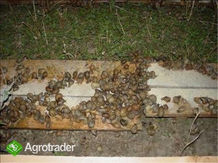 Hodowla ślimaków w Grupie Producenckiej - zdjęcie 4