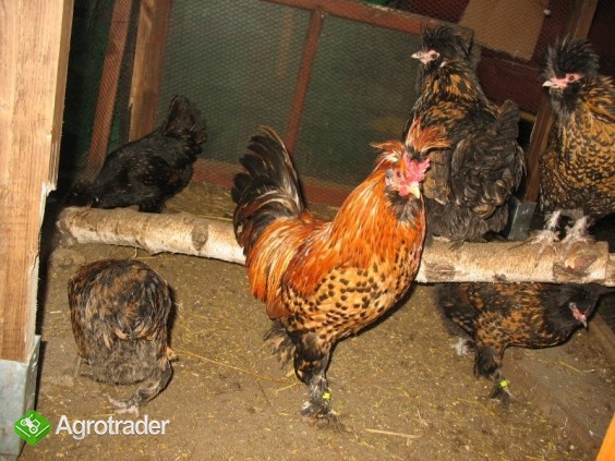 Jaja lęgowe, koguty, kury, chabo, silki, pawłowskie, czubatki, seramy