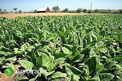 FERMENTACJA , PROFESJONALNE PRZYGOTOWANIE - zdjęcie 1