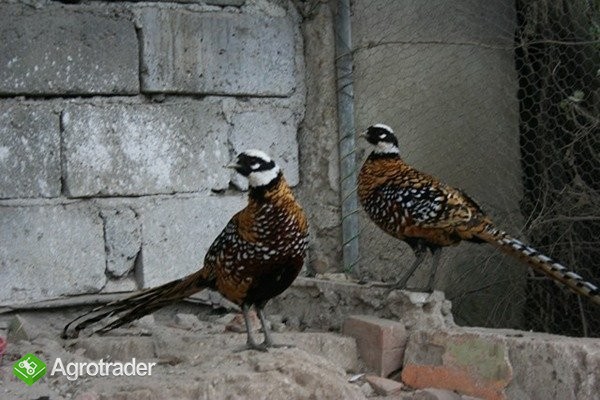 Bażanty Królewskie