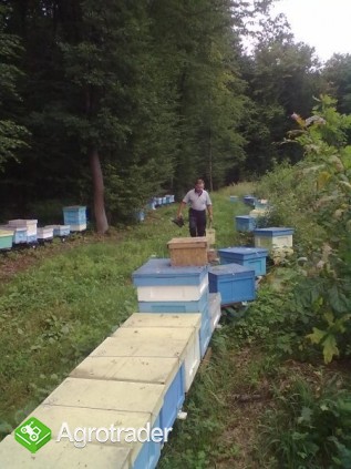 ODKŁADY PSZCZELE 2014 - zdjęcie 4