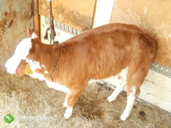 sprzedam byczki i jałóweczki - zdjęcie 3