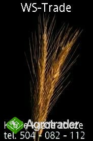 kupię różne zboża