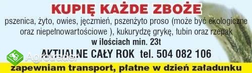 Kupie żyto.